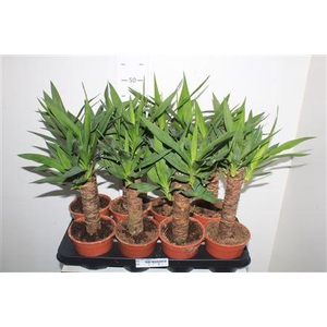 Yucca 30cm Meerko