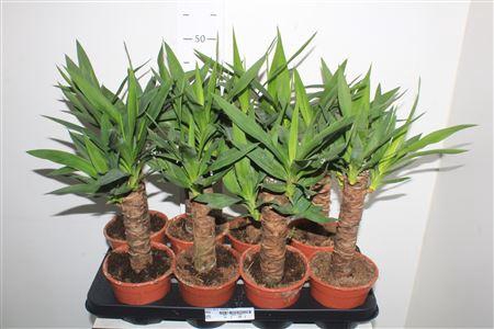 <h4>Yucca 30cm Meerko</h4>