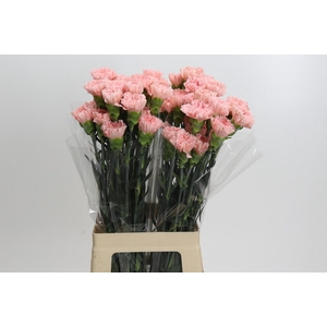 Dianthus St Sarah Pink