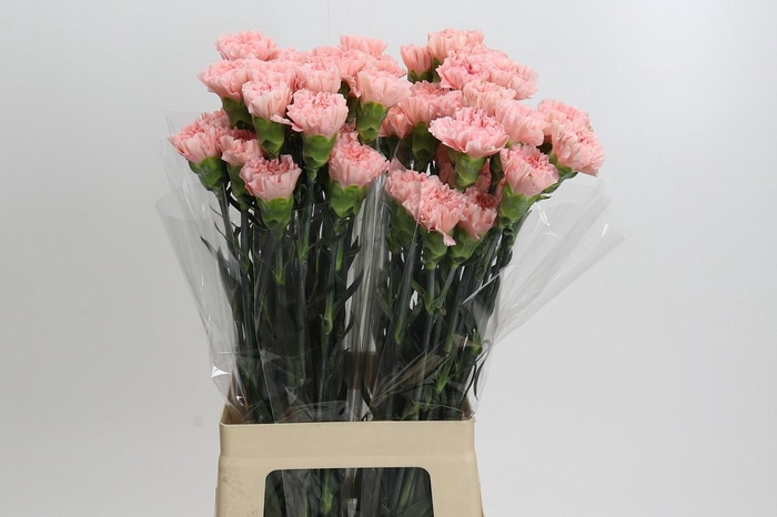 <h4>Dianthus St Sarah Pink</h4>