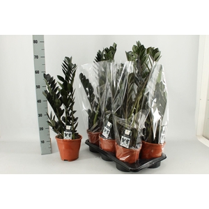 Zamioculcas zamiifolia 'Dowon'