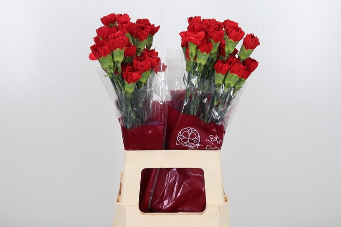 <h4>Di St Red</h4>