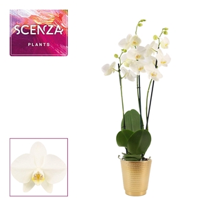Phalaenopsis 3 tak 18+ wit in Mariah goud (Deco-collection)