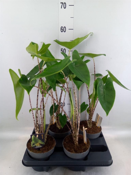 <h4>Alocasia zebrina</h4>