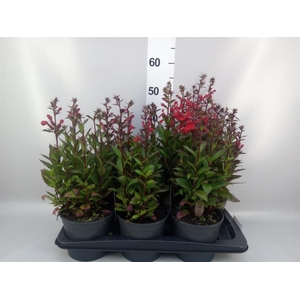 Lobelia speciosa 'Starship Scarlet'