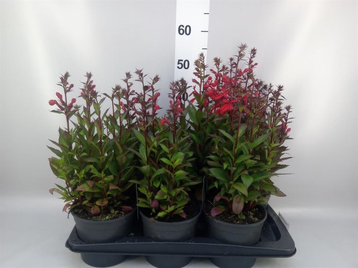 <h4>Lobelia speciosa 'Starship Scarlet'</h4>