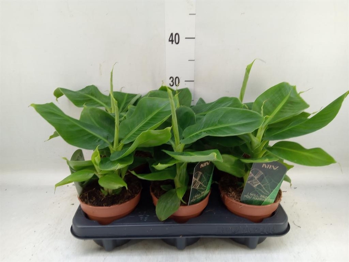 <h4>Musa  'Tropicana'</h4>