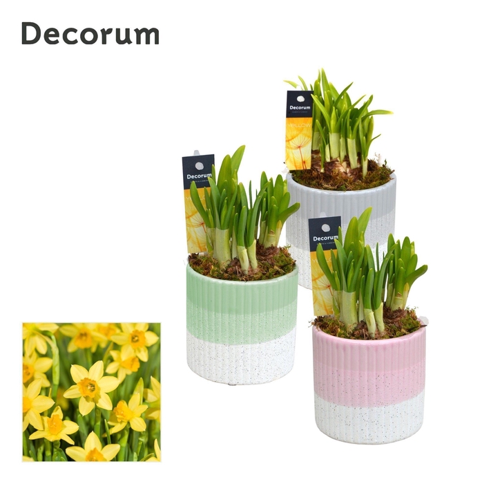 <h4>Narcis Felice GM HL12447</h4>