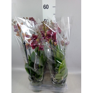 Phalaenopsis multi. 'Reyoung Miley'