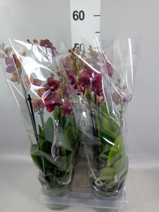 <h4>Phalaenopsis multi. 'Reyoung Miley'</h4>