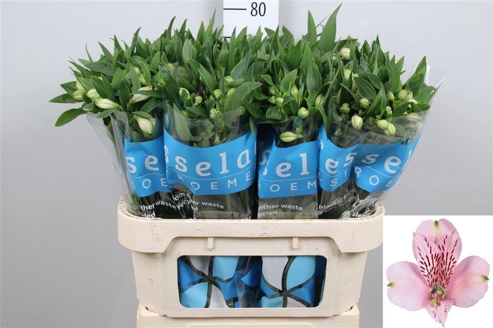 <h4>Alstr Pink Floyd</h4>