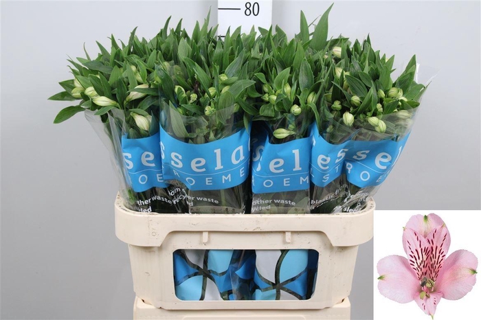 <h4>Alstr Pink Floyd</h4>