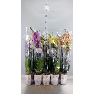 PHALAENOPSIS ...MIX 3 TAK 16