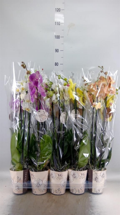 <h4>PHALAENOPSIS ...MIX 3 TAK 16</h4>