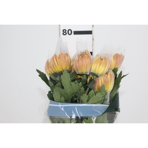 ANASTASIA DARK FUEGO 080 CM