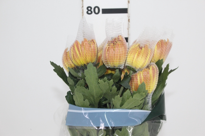 <h4>ANASTASIA DARK FUEGO 080 CM</h4>