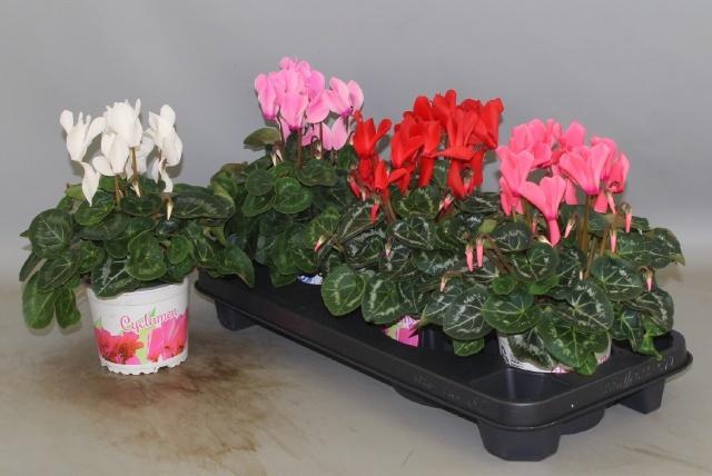 <h4>CYCL GR SUP XL</h4>