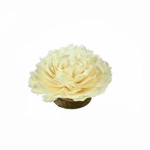 Sola Cabbage Rose 12 Cm White Rosanna Natural