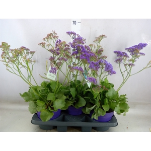 Limonium  'Salt Lake'