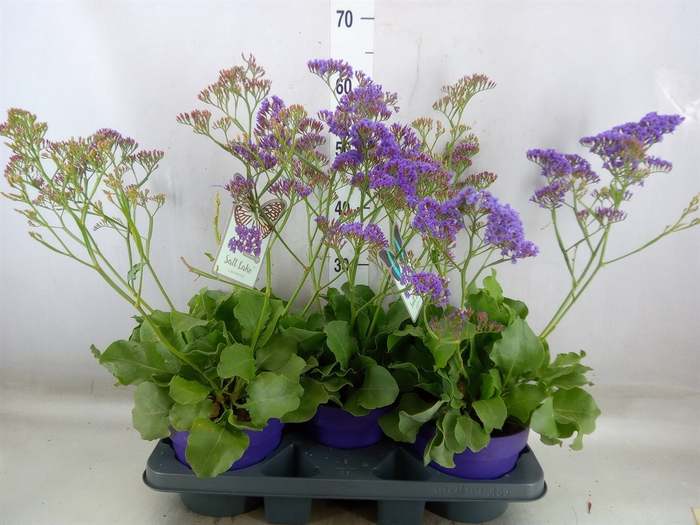 <h4>Limonium  'Salt Lake'</h4>
