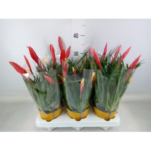 Vriesea  MF   ...mix 2