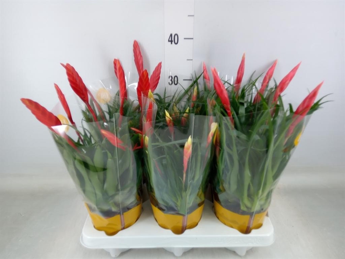 <h4>Vriesea  MF   ...mix 2</h4>