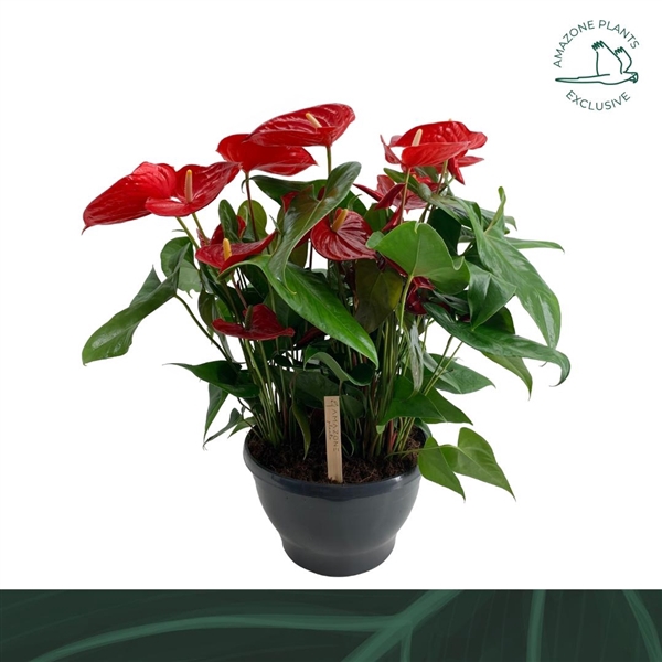<h4>Anthurium Andreanum Grp Nevada</h4>