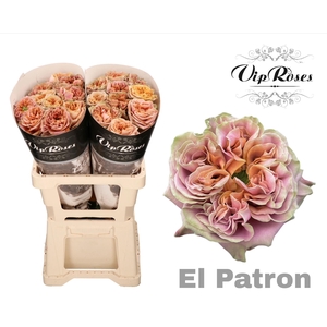 R GR EL PATRON x20