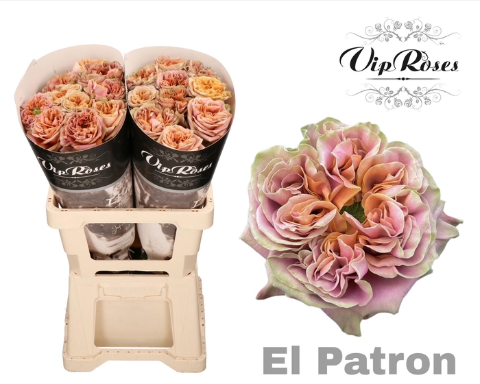 <h4>R GR EL PATRON x20</h4>