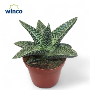 Aloe Aveo