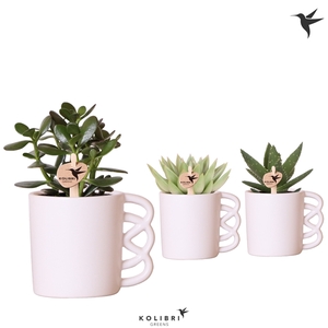 Kolibri Greens Succulenten mix in Happy Mug pot white