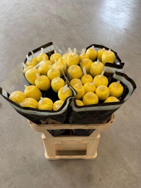 <h4>Chr G Eldorado</h4>