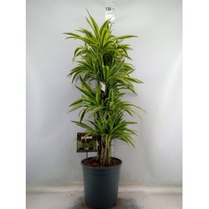 Dracaena fr de 'LemonLime'
