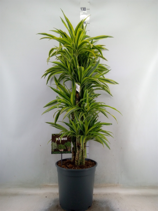 <h4>Dracaena fr de 'LemonLime'</h4>