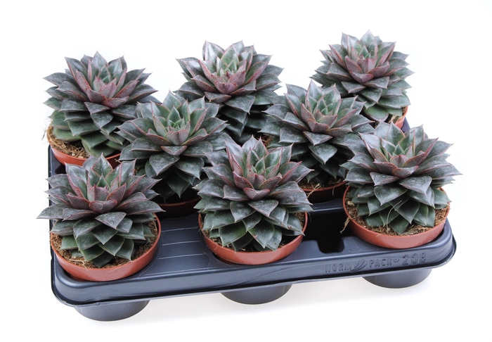 <h4>Echeveria purpusorum</h4>