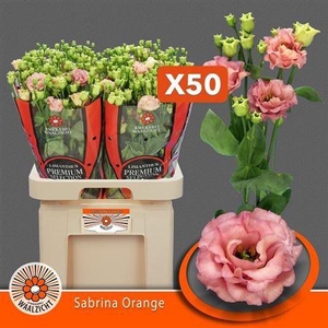 Eus G Sabrina Orange