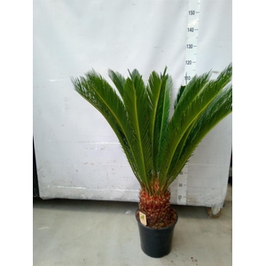 Cycas revoluta