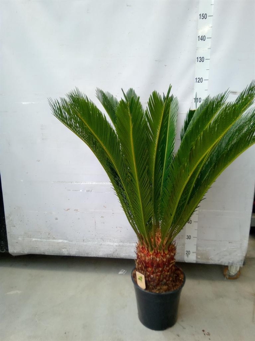 <h4>Cycas revoluta</h4>
