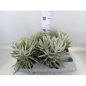 Senecio   ...