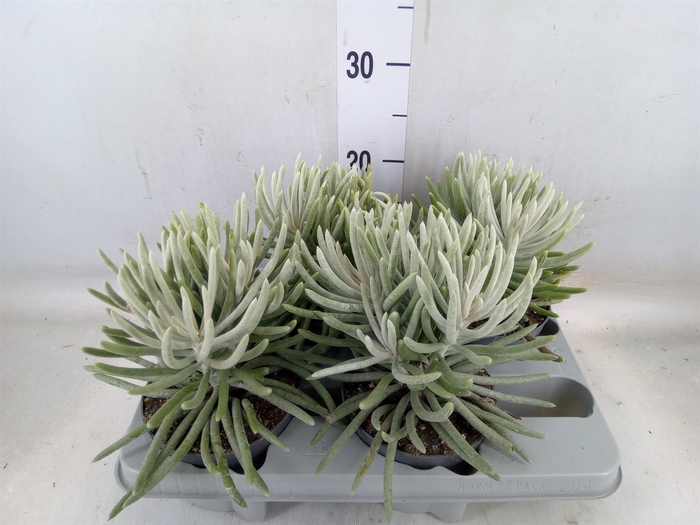 <h4>Senecio   ...</h4>