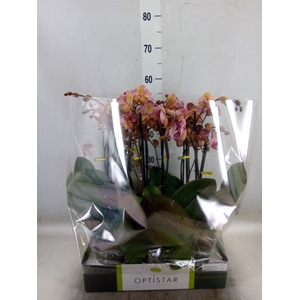 Phalaenopsis   ...red