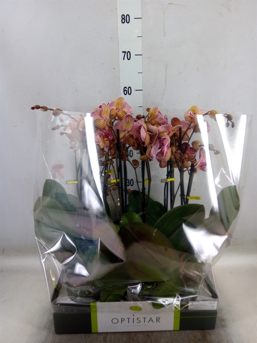 <h4>Phalaenopsis   ...red</h4>