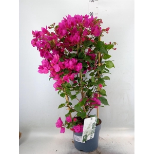 Bougainvillea  'Sanderiana'