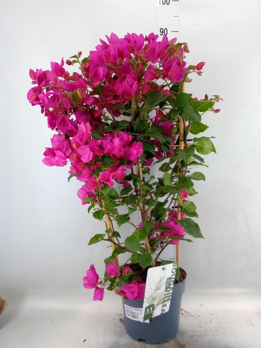 <h4>Bougainvillea  'Sanderiana'</h4>