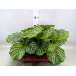 Calathea orbifolia