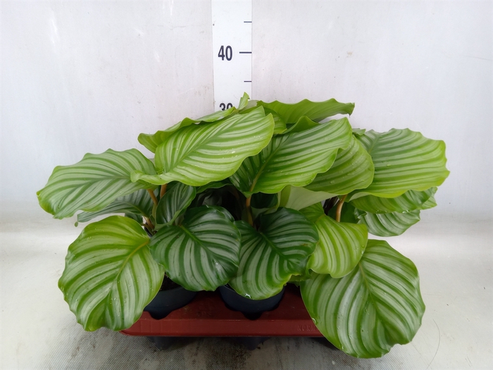 <h4>Calathea orbifolia</h4>