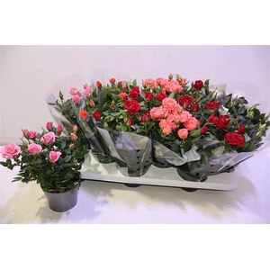 arr8 Ro Kordana Gem 5 Srt