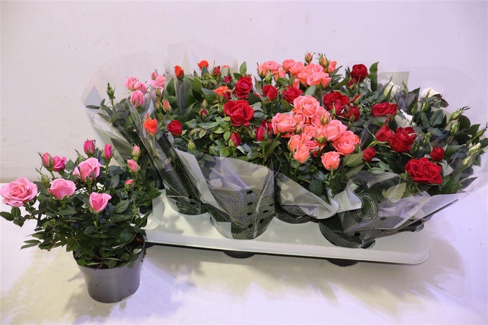 <h4>arr8 Ro Kordana Gem 5 Srt</h4>