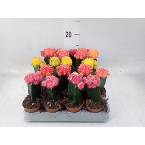 Gymnocalycium mihanov. 'Japan'  mix