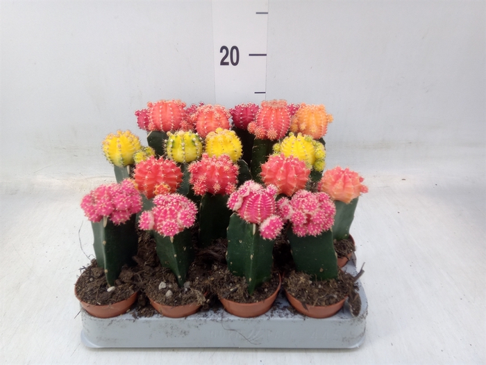 <h4>Gymnocalycium mihanov. 'Japan'  mix</h4>